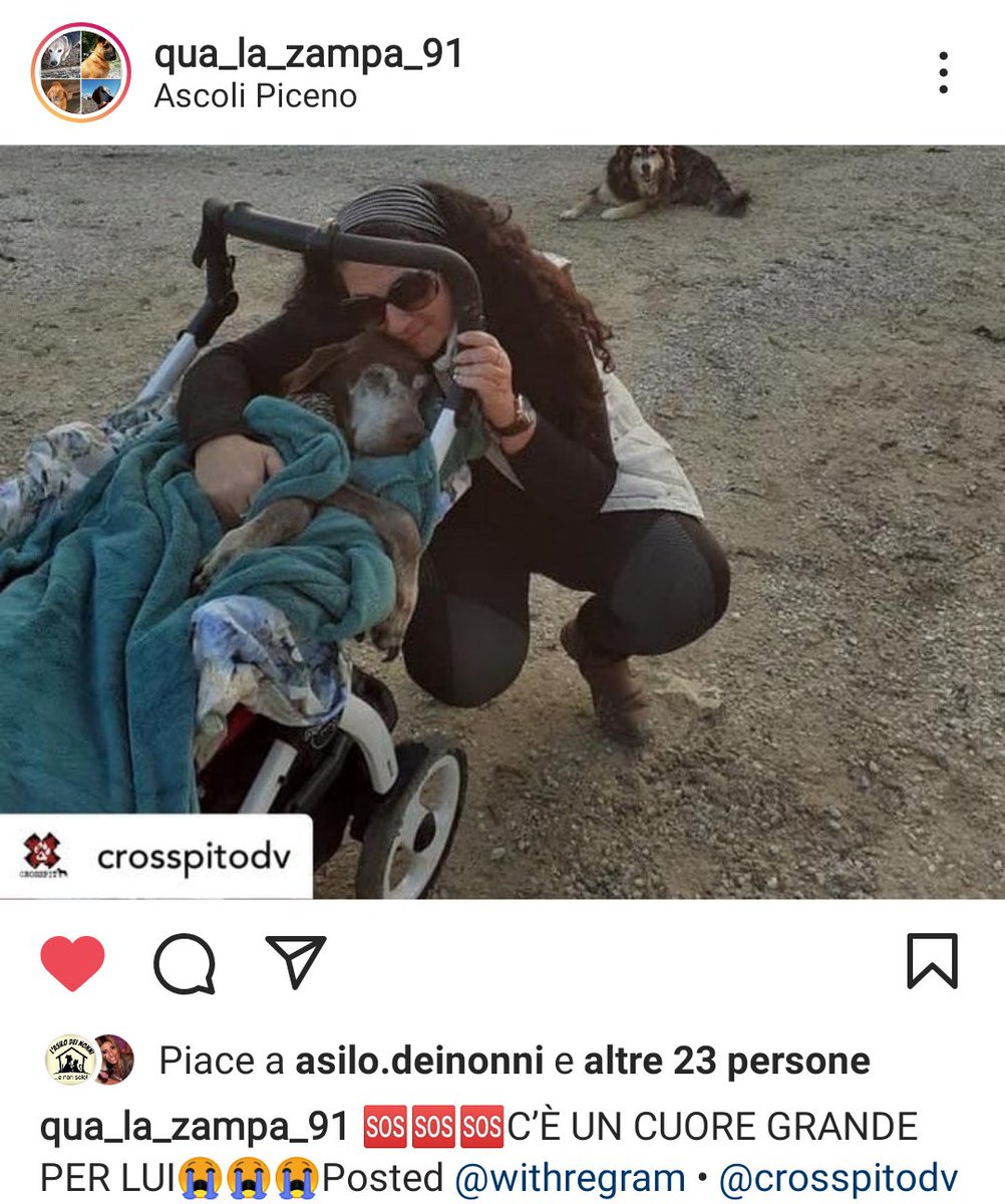 zampa_qua's tweet photo. STRAURGENTISSIMO 🆘🆘🆘🆘https://t.co/HLycxIx4dO info profilo oppure  crosspitodv@gmail.com
🐕PIPPO E ANZIANO HA BISOGNO DI AMORE,CERCA CON URGENZA UNO STALLO I UNA ADOZIONE DEL CUORE ❤️ VI PREGO FACCIAMOLO USCIRE, SALVIAMOGLI LA VITA 😔🏠🙏 
@PlanetSurfinia https://t.co/THs16ZJqWx