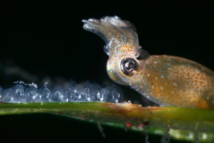 StephStoneSF's tweet photo. “But laying the eggs is not the female’s only job—she must fertilize them too… @tonywu watched as this mother pygmy squid bit a small opening in each egg and injected it with a tiny bit of sperm from her stash.” #Supermom  

https://t.co/GJA1tHpmEx https://t.co/Tfw53ucR7X
