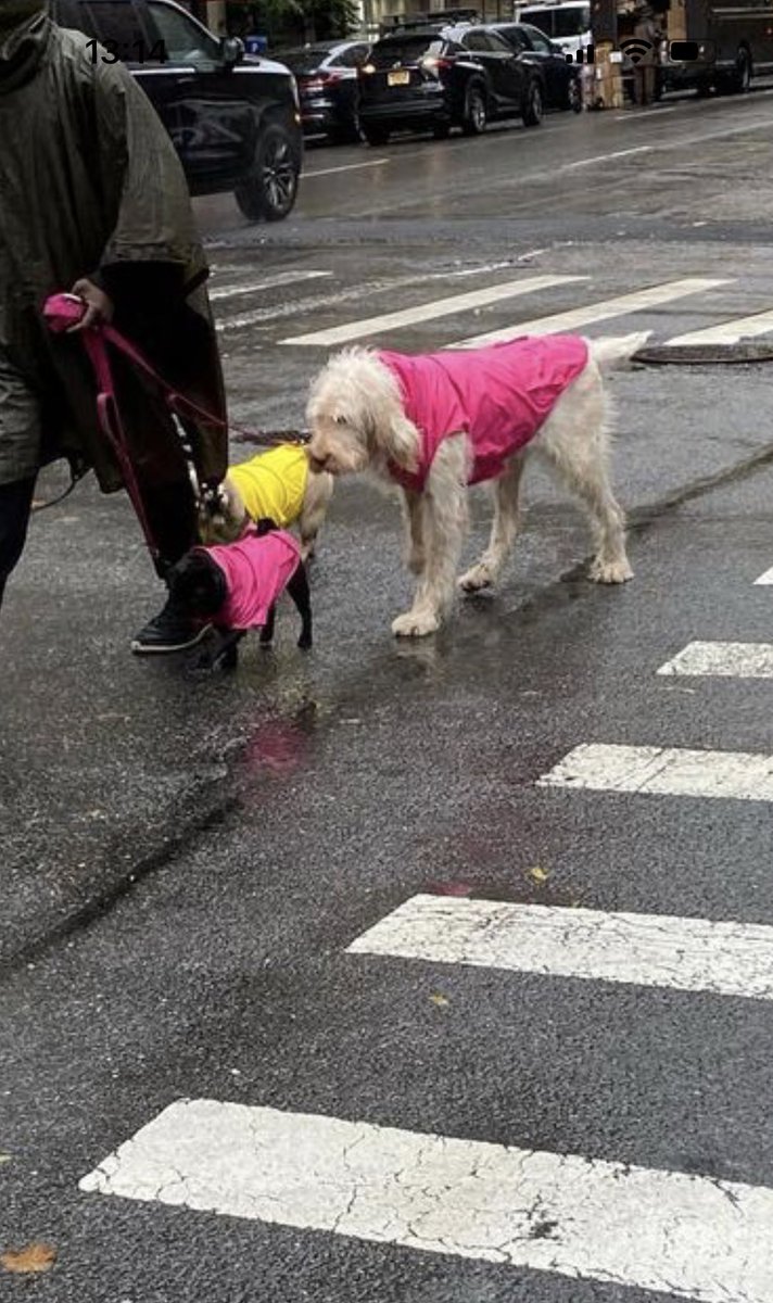 ce_trs's tweet photo. Tout plaquer pour devenir dog sitter à New-york https://t.co/3dtcEoU9rT