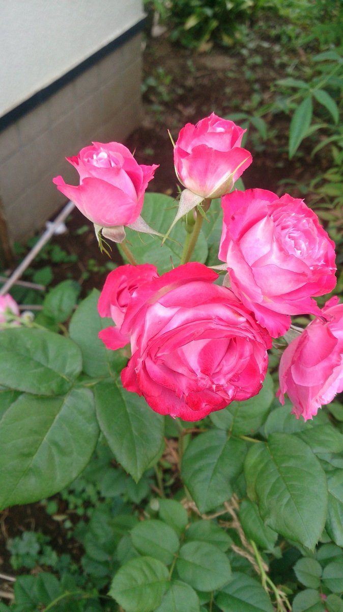 11月28日💚日曜日
上尾市4時現在気温4度
おはようございます　
冷たい北風は日付が変わる頃に弱くなりましたが
気温は急降下
現在真冬並みの気温です
空気も乾燥してきました
風邪が流行する環境です
必ず外から帰ってきたら　
手洗い、うがいをしましょう
今日も仕事です
【むかしの写真から】