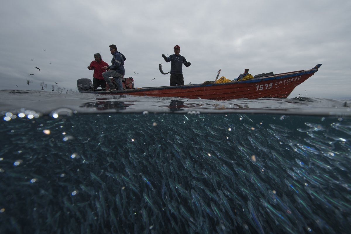 OceanaChile's tweet image. #MarDePisagua

Por primera vez en la historia, de concretarse el área marina protegida #MardePisagua, se estaría protegiendo también a la #PescaArtesanal.  

Un precedente que CELEBRAMOS y acá te explicamos cómo ocurriría… 

Sigue el hilo.