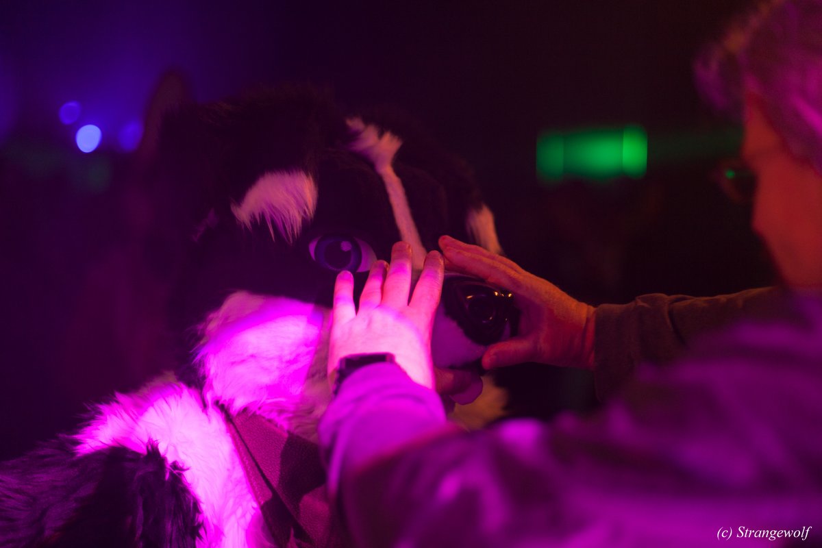 Strange99wolf's tweet photo. Not much, but my @DutchFurdance photos (from 2019 🙃) are done: https://t.co/m2EI7UjIpq
Not too much suits this time, sorry. ;) https://t.co/uT7rXRuMW1