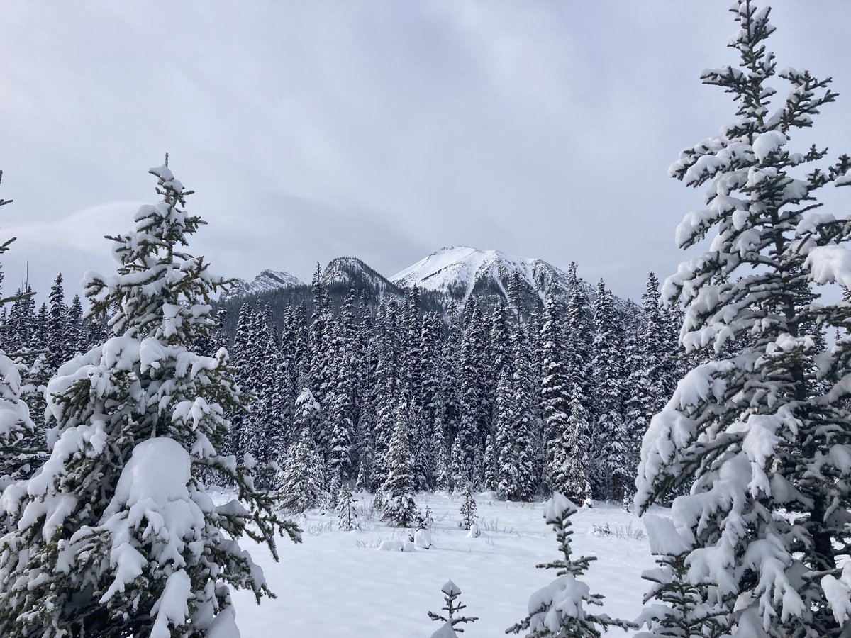 ViSandford's tweet photo. A fun way to spend a snowy Saturday with my #Canmore friends. Lake Louise 1A ski. https://t.co/q15zibCRQA