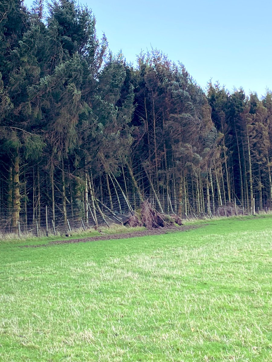 #StormArwen winning over our fencing last night 🙄
