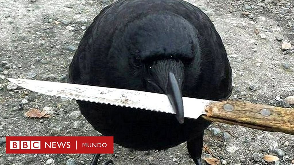 Hilo de cuervos haciendo cosas