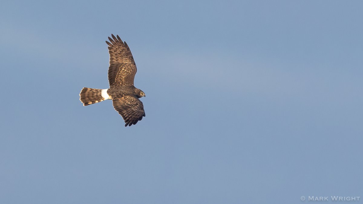 Mark Wright tweet media