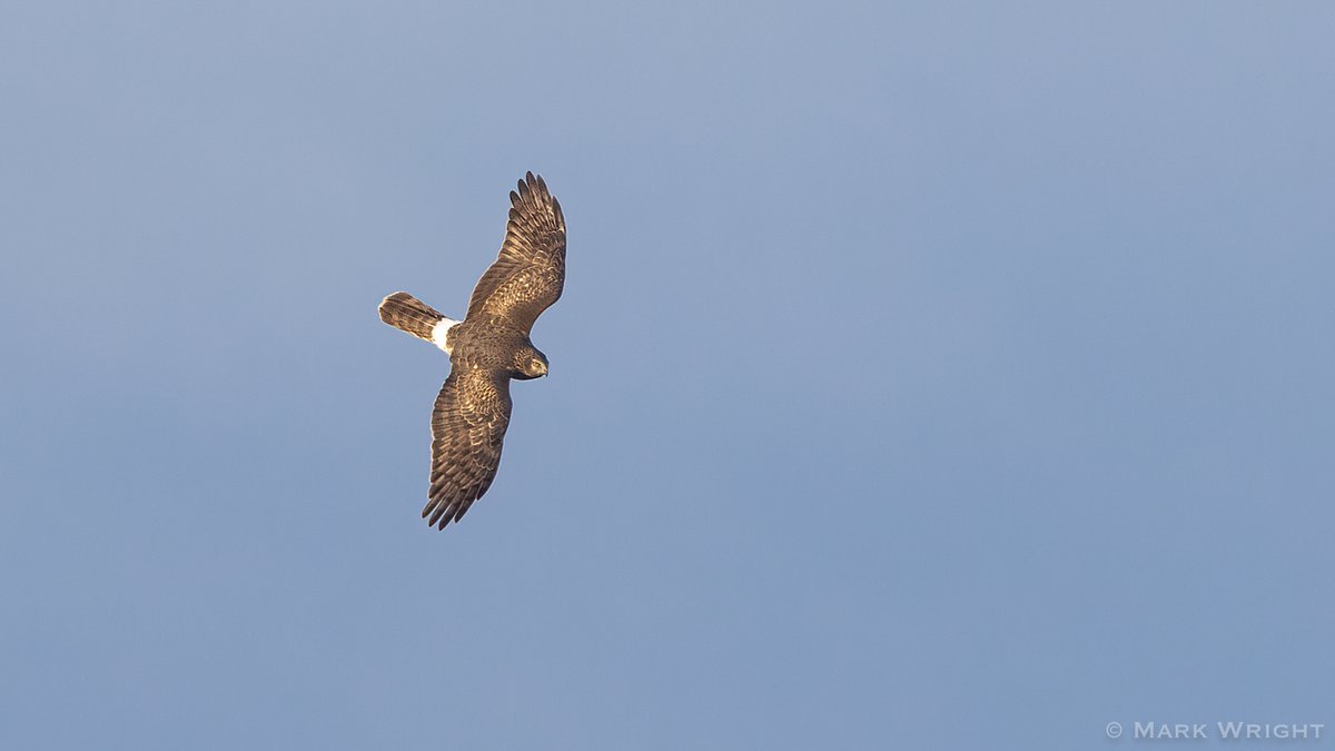 Distant Ringtail Hen Harrier
Poole Harbour, Dorset
<a href="/harbourbirds/">Birds of Poole Harbour</a>