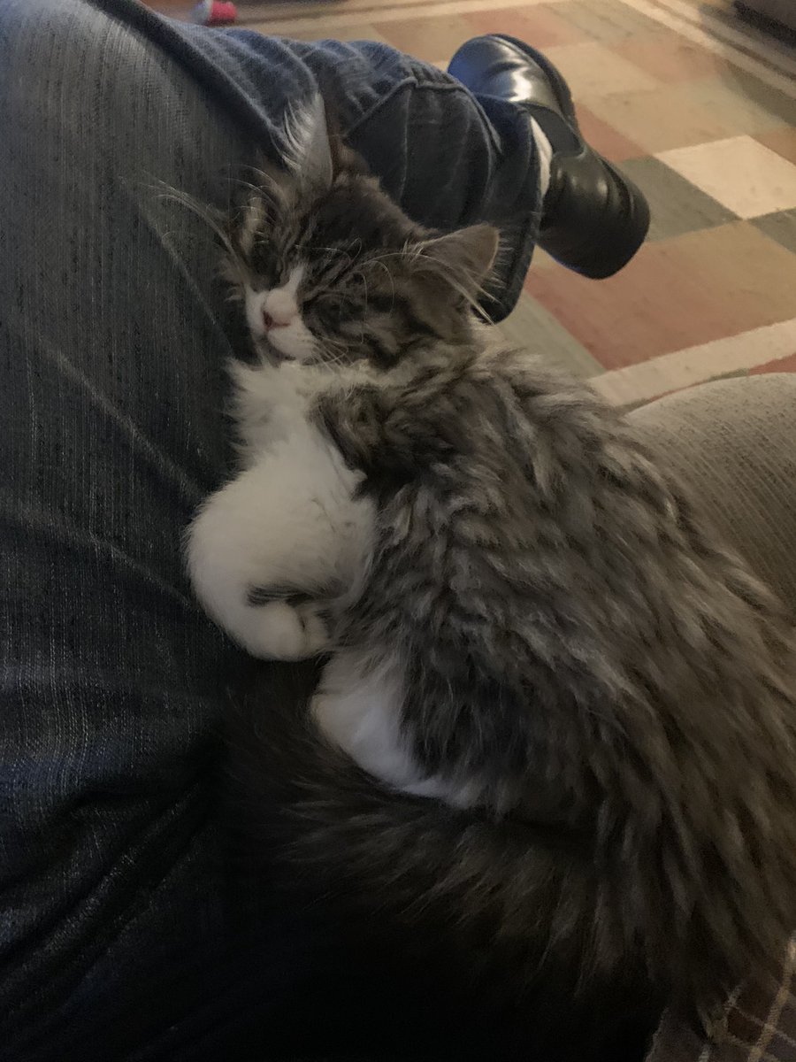 Jerry_Cole's tweet photo. @thechrisbarron #Caturday #lapkitty https://t.co/tf4VrNxjtE
