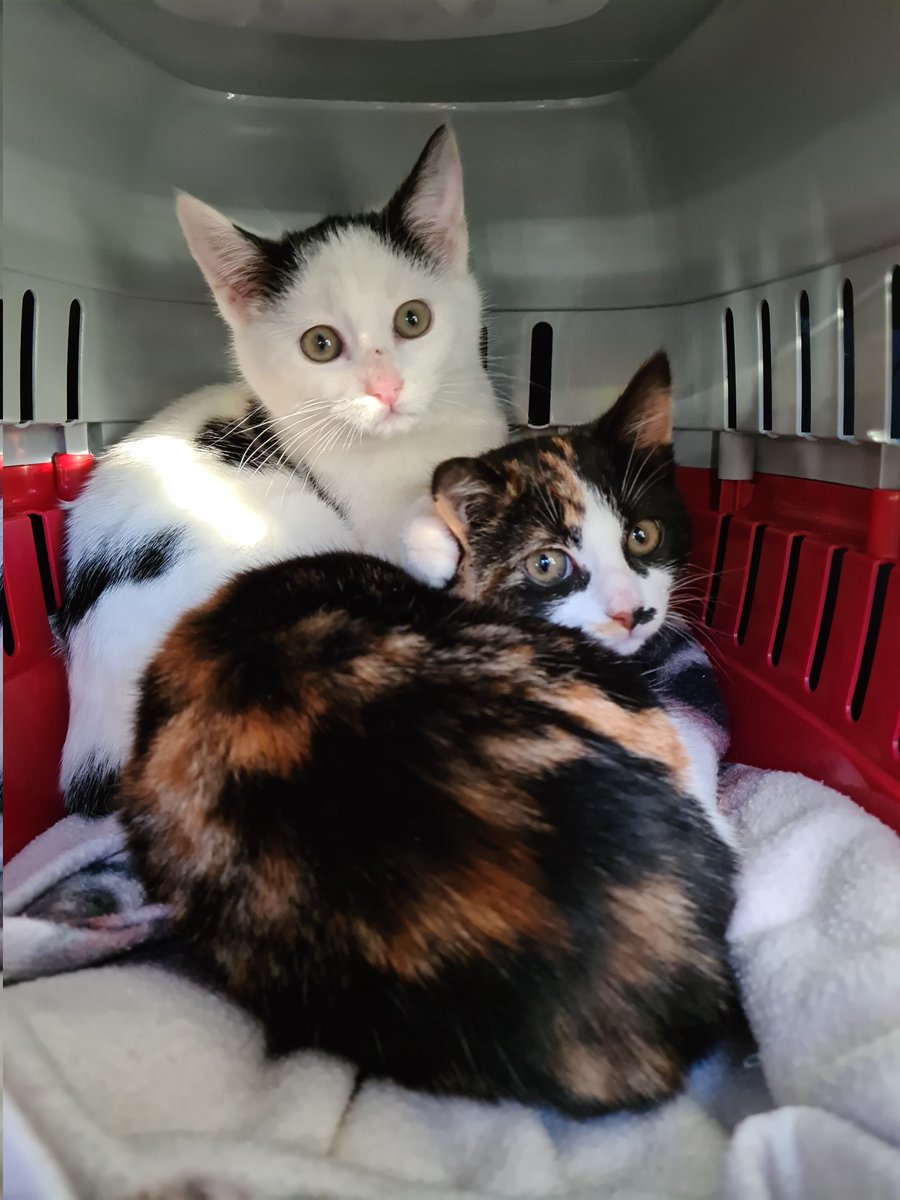 We're home! 💕 #KittensOfTwitter #Cats #Caturday #AdoptDontShop