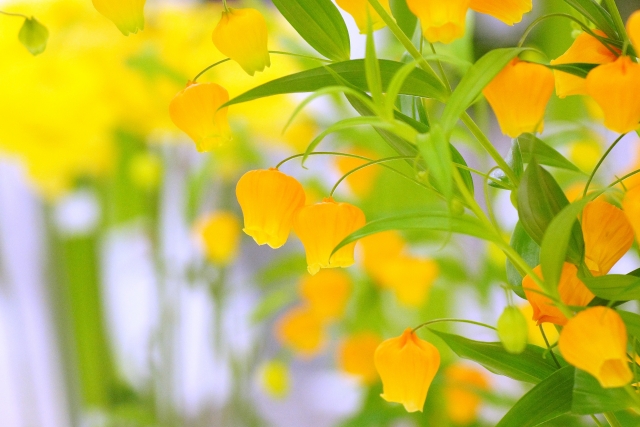 kenblo33's tweet photo. 11月28日の誕生花の１つ #サンダーソニア
花言葉は愛嬌、祈り、望郷など🌼
南アフリカ原産で、ベルに似た特徴的な花のサンダーソニアはその花姿と花が咲くのが12月頃なのでクリスマスベルとも呼ばれます✨
名前の由来にもなった発見者のサンダーソンが生まれ故郷のイギリスを懐古した事から望郷🍀 https://t.co/H8pCpCkczL