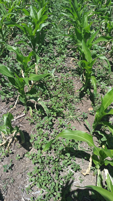 Fernando Oreja tweet media