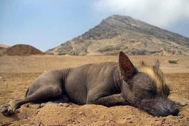 EdgarNunezM's tweet photo. Según una leyenda mexica, quien haya tratado mal a un perro no podrá atravesar jamás el profundo río Apanohuaia, pues Xólotl (dios del atardecer) ni su perro, xoloitzcuintle, ayudarán a esa desgraciada alma en su viaje al lugar de los muertos, Mictlán. #abusados https://t.co/ddLlQF58Dt