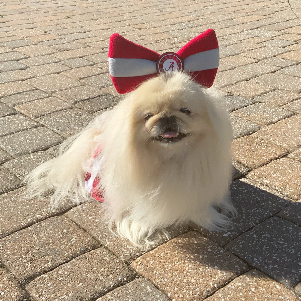 LilCaliGurl's tweet photo. #gameday 365 dayz of brag-n rights are on de line! Wroll Tide! β€οΈππ #rolltide #ironbowl
.
.
#secsaturday #caligurl #rolltide #alabama #crimsontide #bamadog #secfootball #crimsontidedogs #bama #rammerjammer #alabamadogs #universityofalabama #alabamacrimsontide #beatauburn https://t.co/eaapPT9Ajn
