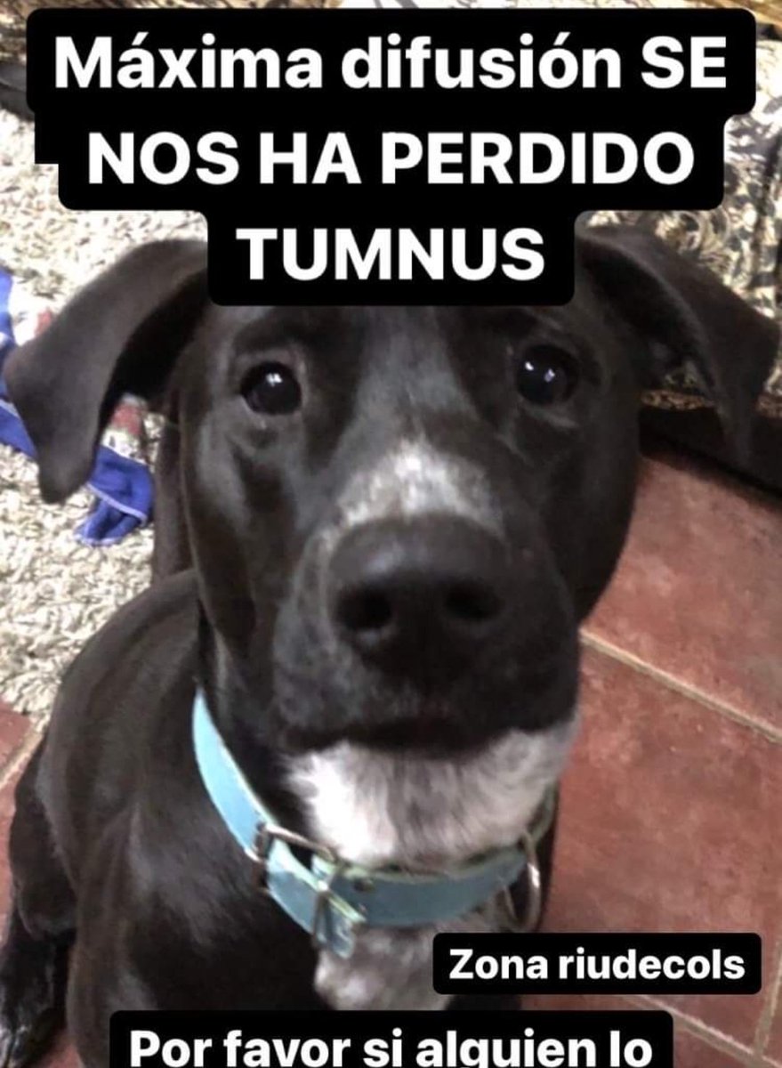 PERDUT Tumnus a las 6 de esta tarde, por la zona 
#Riudecols montaña (coll de la Teixeta) No páramos de buscarlo y no aparece ni por la carretera ni por la montaña, por favor si alguien lo ve no hace nada, es  sociable697267669 
facebook.com/10000592096256…

#XarxaTarragonaPerduts