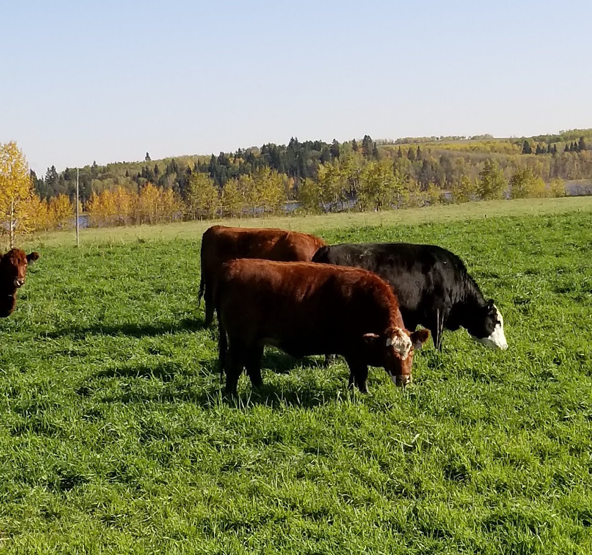 VernBaron's tweet photo. Cows getting started on winter grazing at AAFC Lacombe (photos by Cletus Sehn). Hybrid rye in Oct. Corn and wheat swaths in November until finished. These helped in a very dry year #ABFG https://t.co/1XdMNNwMMR