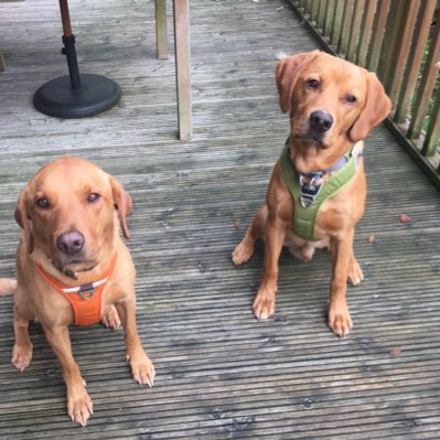 Gunnar_of the West tweet media