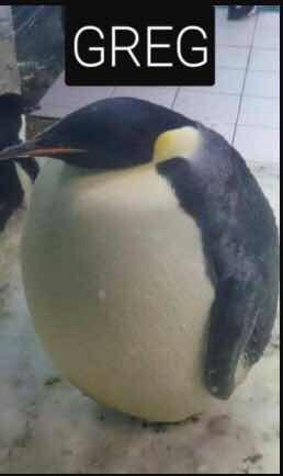 noahreyli's tweet image. 