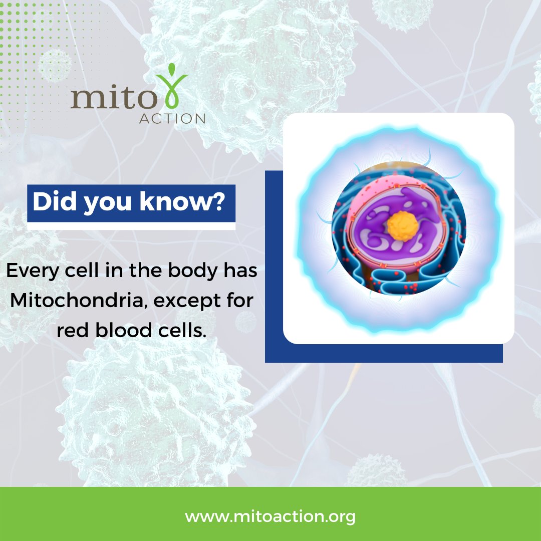 MitoAction's tweet photo. Did you Know?
Every cell in the body has Mitochondria, except for red blood cells.
Check out https://t.co/4jPDYPlcpt for more information and useful resources on mitochondrial disease.
#mitoaction #mitoawareness #mitofacts #didyouknow #support #care #knowledgeispower #awareness https://t.co/xUlM9GiklM