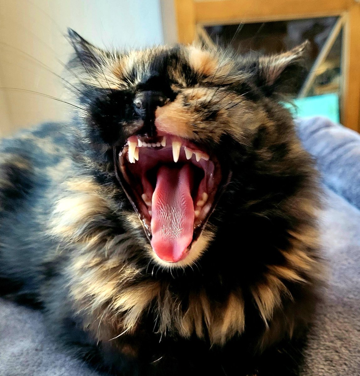 Hope y'all had a happy #Caturday ! It was a long relaxing day for me and now I'm going to my cat tree and sleep... meow