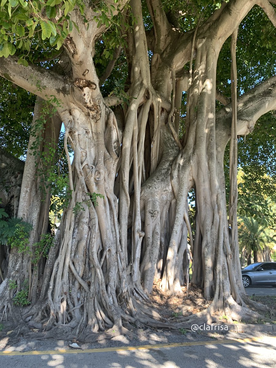 clafrisa's tweet photo. #FloridaTrees Banyan, Ficus benghalensis.
Propagating roots grow as aerial roots towards the ground, upon reaching the soil they form woody trunks. Bark is whitish in colour.
#FlTrees #MiamiTress https://t.co/DafsOB0X7B