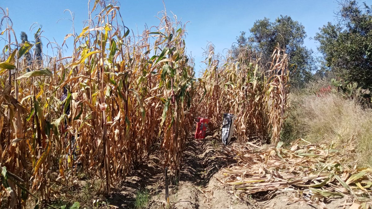 emilaux_'s tweet photo. Actividad de pizca en área de extensión en Atlahapa, Tlaxcala con la planta en pie antes de la tumba para evitar la propagación de hongos por la humedad durante su secado en campo en el mogote o tiradora en el suelo #CultivosParaMéxico @ACCIMMYT @JoseManRiveraM @Agricultura_mex https://t.co/JpjMx0XNNH