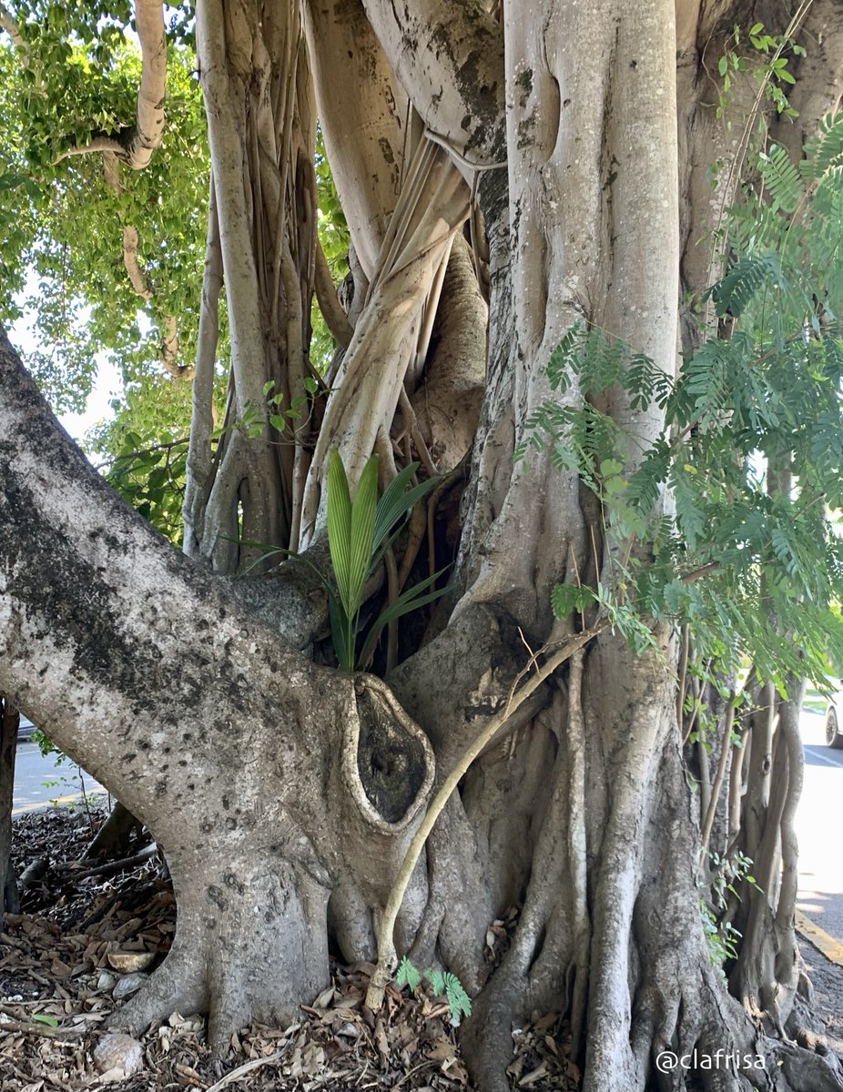 clafrisa's tweet photo. #FloridaTrees Banyan, Ficus benghalensis.
Propagating roots grow as aerial roots towards the ground, upon reaching the soil they form woody trunks. Bark is whitish in colour.
#FlTrees #MiamiTress https://t.co/DafsOB0X7B