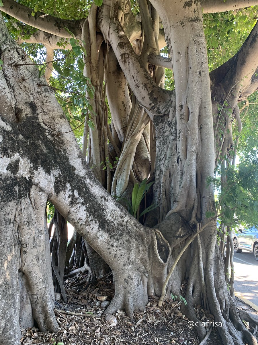 clafrisa's tweet photo. #FloridaTrees Banyan, Ficus benghalensis.
Propagating roots grow as aerial roots towards the ground, upon reaching the soil they form woody trunks. Bark is whitish in colour.
#FlTrees #MiamiTress https://t.co/DafsOB0X7B