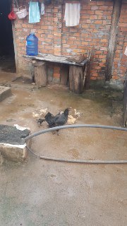 mẹ gà nuôi đàn con khôn lớn