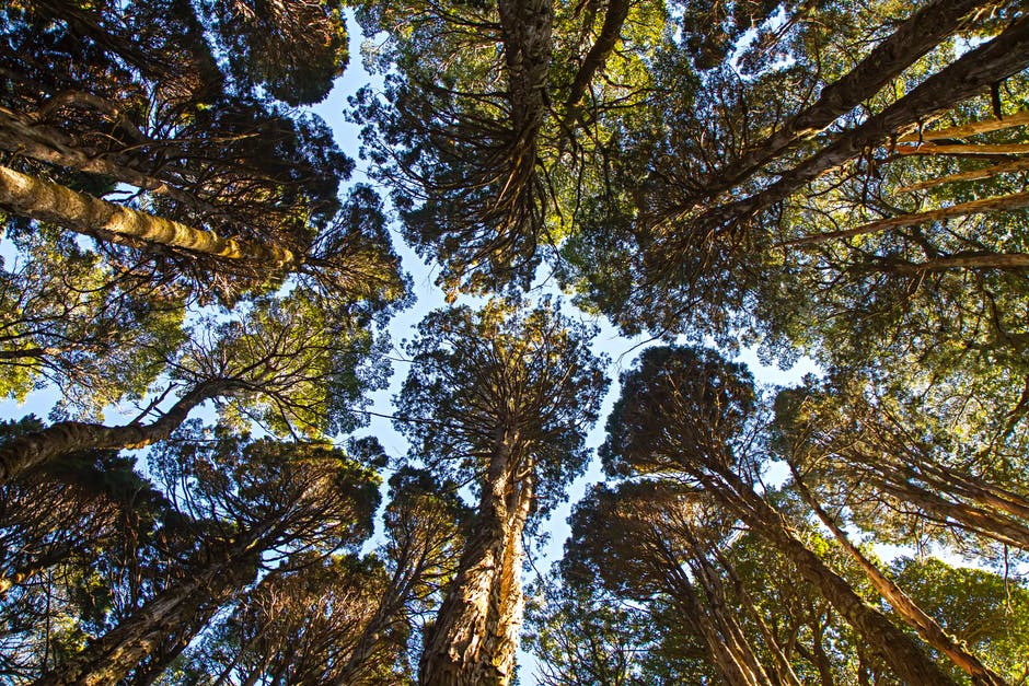 BoliviaVerde tweet media