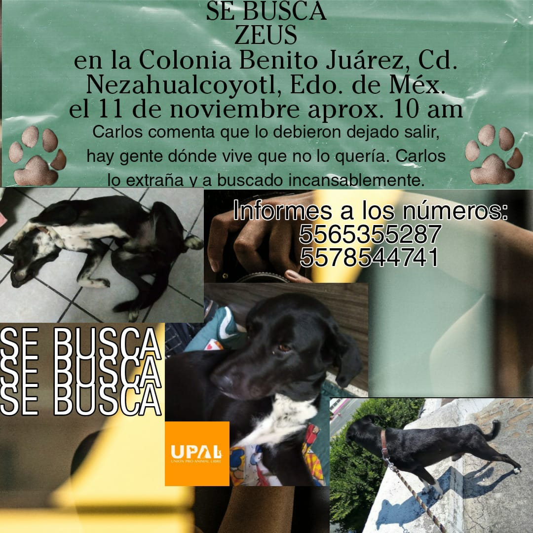 UPALmx's tweet photo. #SeBuscaPerro
#Neza #Edomex
ZEUS debe estar muy triste sin su amigo Carlos, quién también está muy desconsolado, pues cree que fué perdido a propósito, ha buscado por muchos lugares. Si sabes algo de Zeus, por favor a los números: 5565355287 y 5578544741
#gracias
@sariux_ https://t.co/qSamz9JkCU