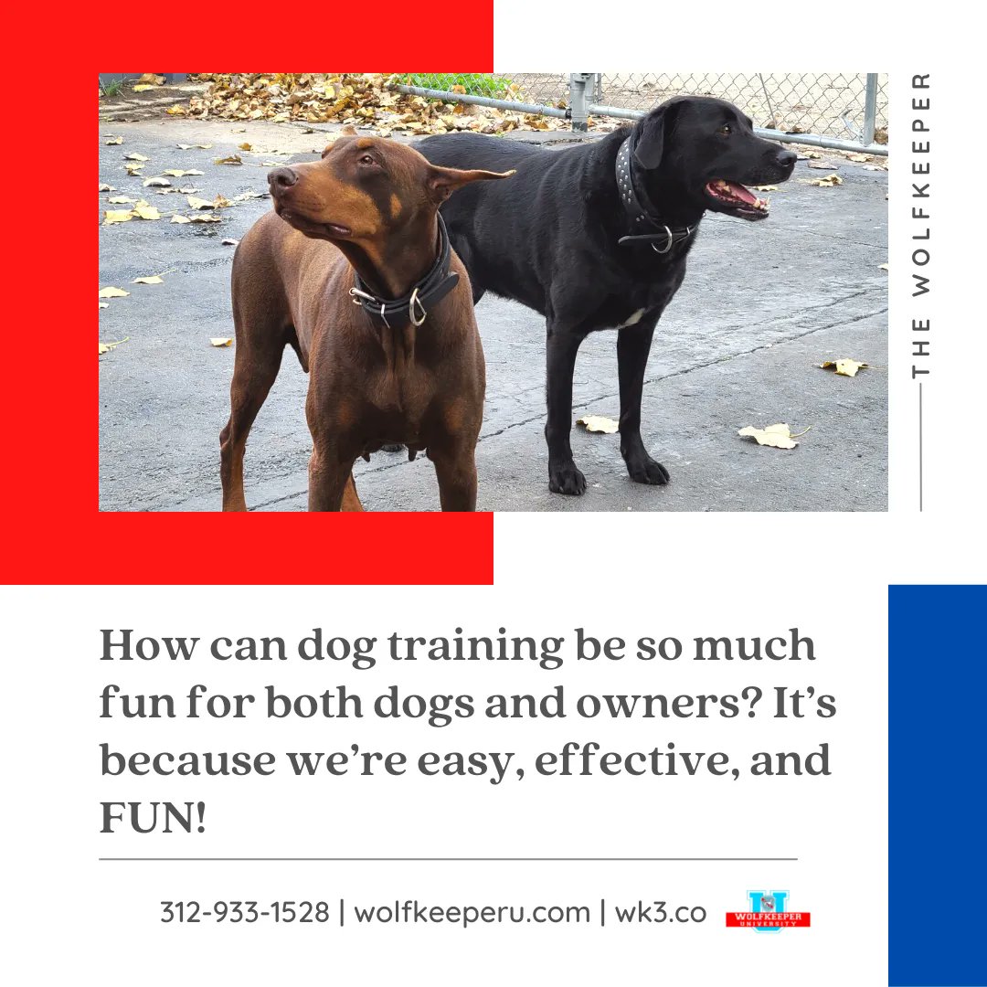 toriano_sanzone's tweet photo. How can dog training be so much fun for both dogs and owners? Itโs because weโre easy, effective, and FUN!
Register them today!
312-933-1528 | https://t.co/biNpakzhfx | https://t.co/VNNdMs2lBg
#dogtraining #dogtrainer #DogBootcamp #dogtrivia #dog #juniordogtrainer #DOGA #doglife https://t.co/20U2kpspLF