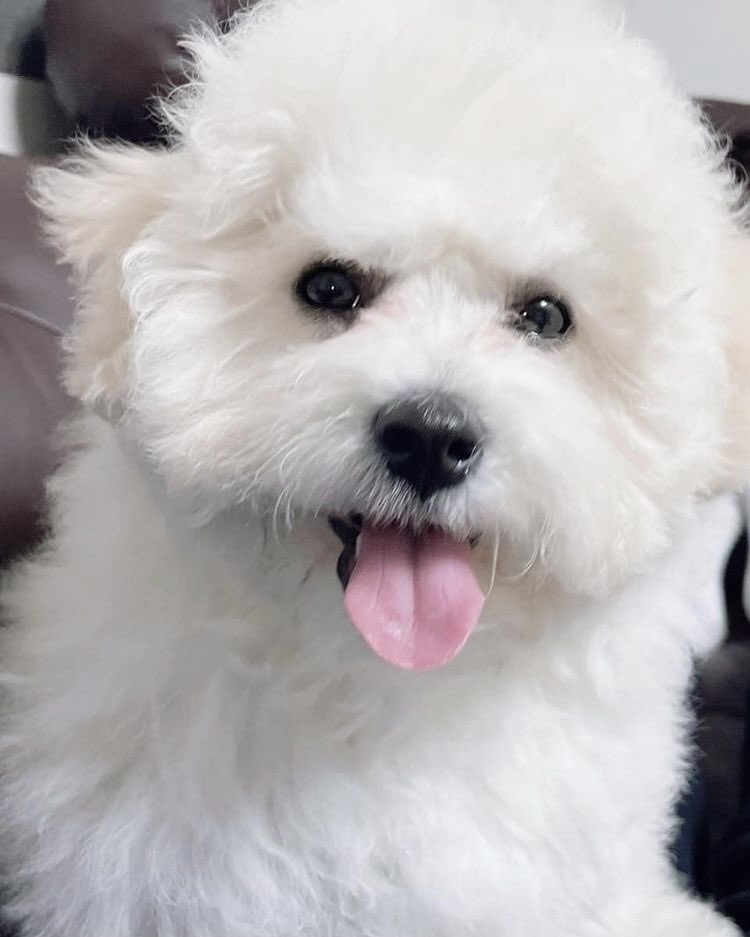 Jisugng's tweet photo. Shout-out to Bbama the cutest! https://t.co/WJ8jjA32Mf