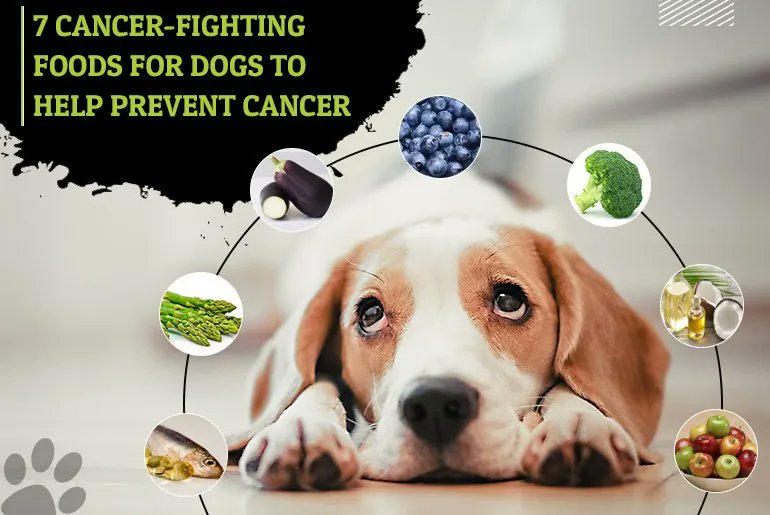 ReviewsbyCole's tweet photo. Don't forget about your furry friends this Christmas! CanadaPetCare has AWESOME deals for the most common preventative meds, including Nexgard and Heartguard Plus.

https://t.co/mOjv1vJMQR https://t.co/6MnlMFGNUh