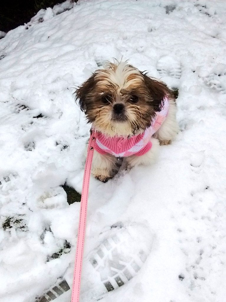 Tallulah🐶&Mum🧘🏼♀️💕 tweet media