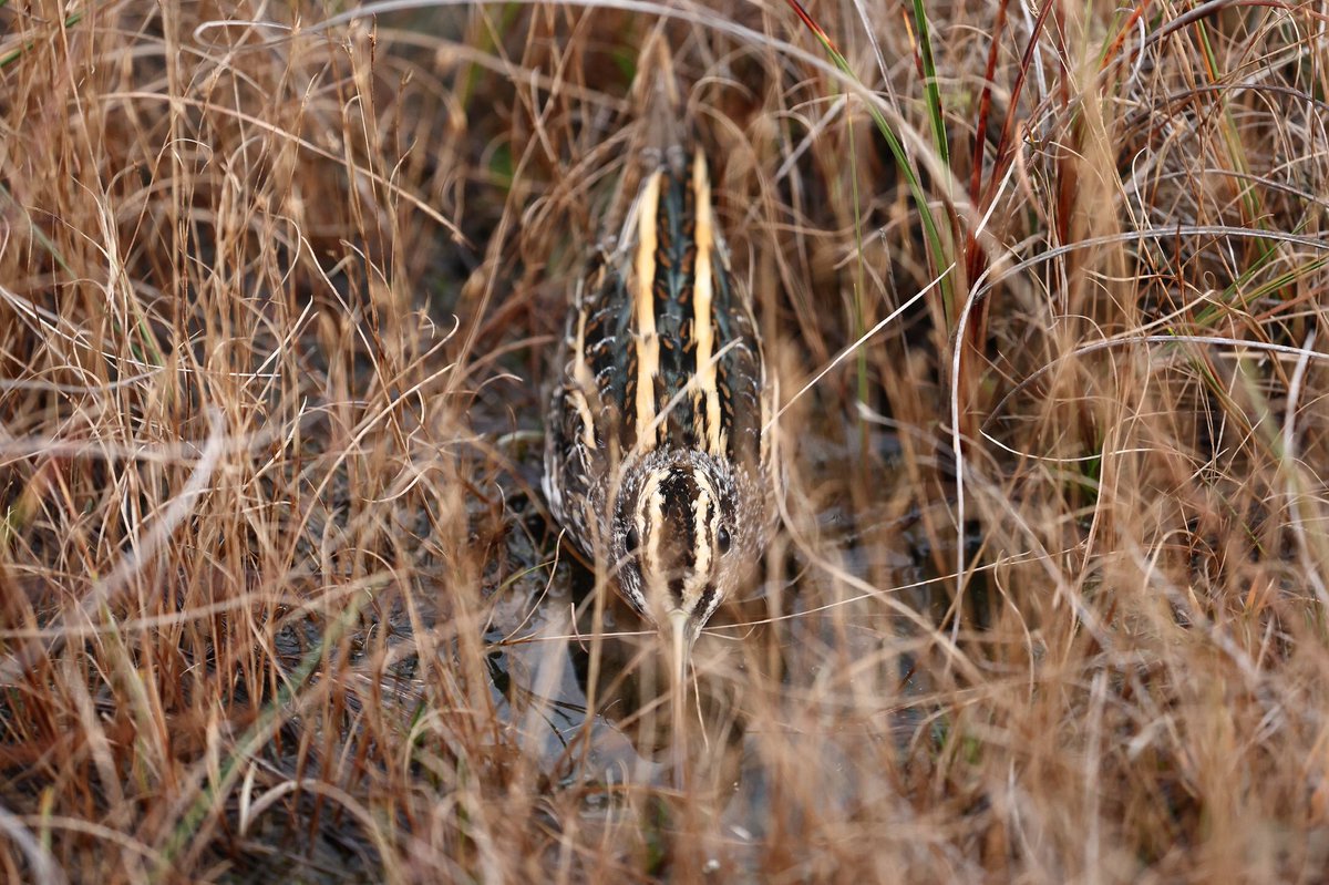 RonaldSurgenor's tweet photo. This is what your looking for. https://t.co/xnGrBG6Aq7