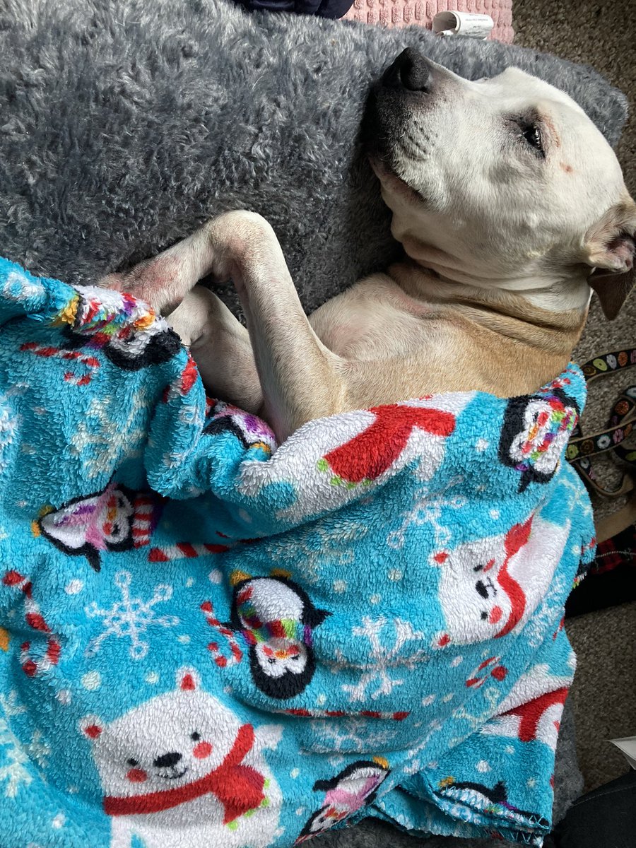 TomBDickerson's tweet photo. The dog and the bear are ready for the holidays already. Mayhem and mischief designs now offers notebooks and journals for your writing pleasure! Follow for more products and designs coming up! #notebook #journal #dog #bear #design #ArtistOnTwitter https://t.co/jiR29Sr0u2