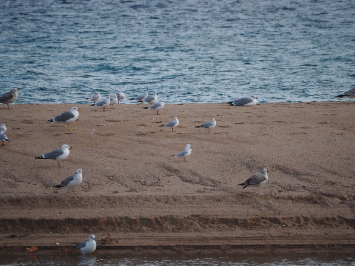 fabrega_sonia's tweet photo. @birdcatalunya @sales_sergi En aquesta altre foto de la mateixa zona encara hi podríem afegir alguna espècie més, oi??
@birdcatalunya #deltatordera https://t.co/HHJBZTiSt0