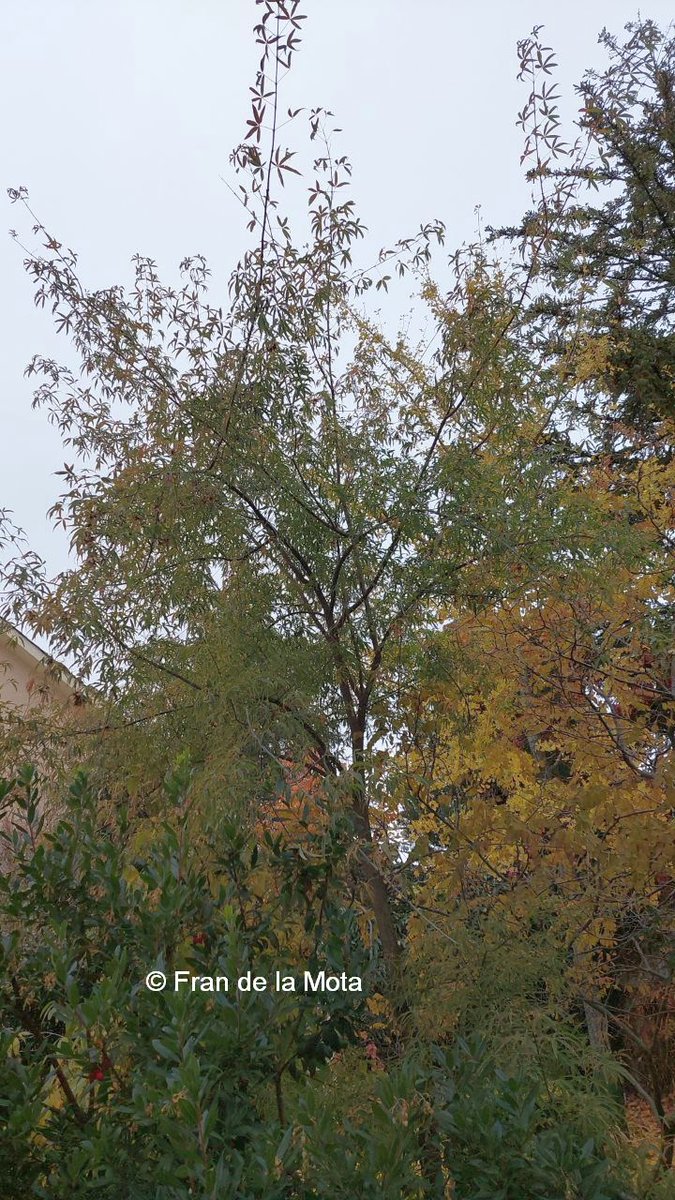 The Maple Society tweet media