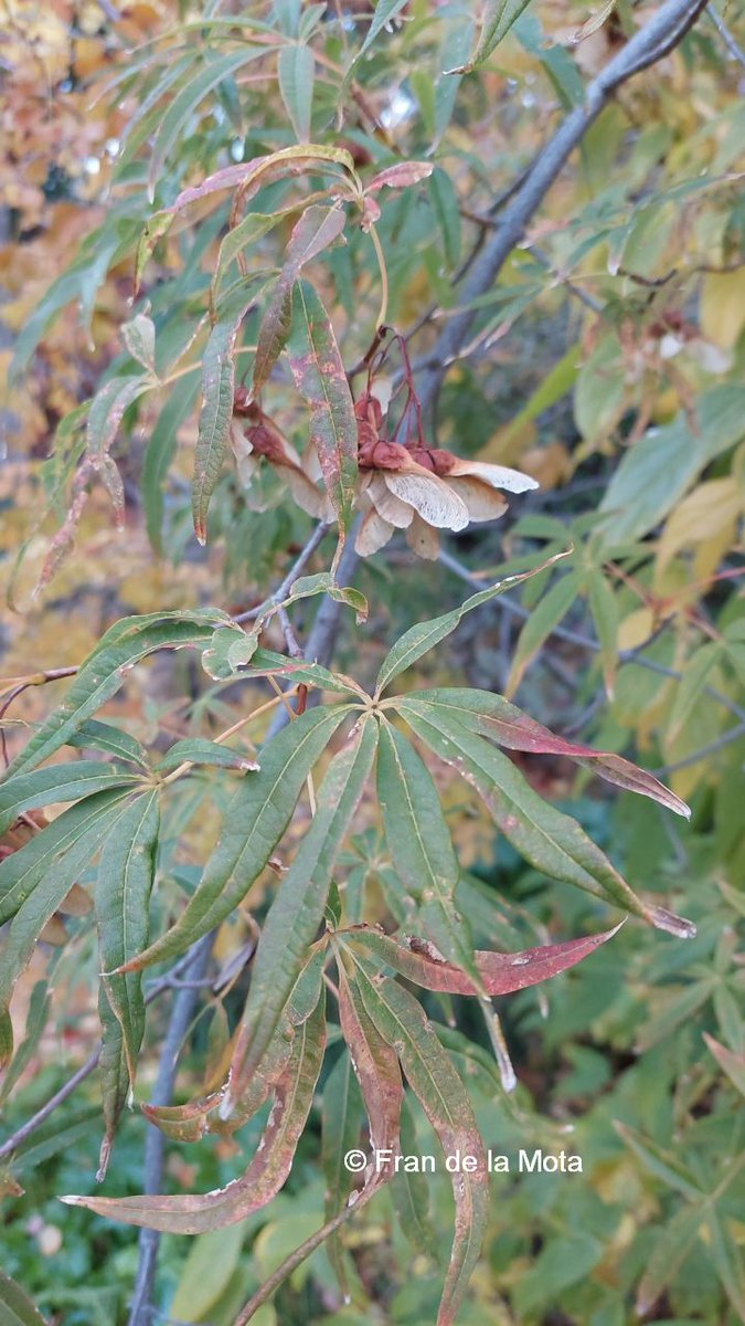 The Maple Society tweet media