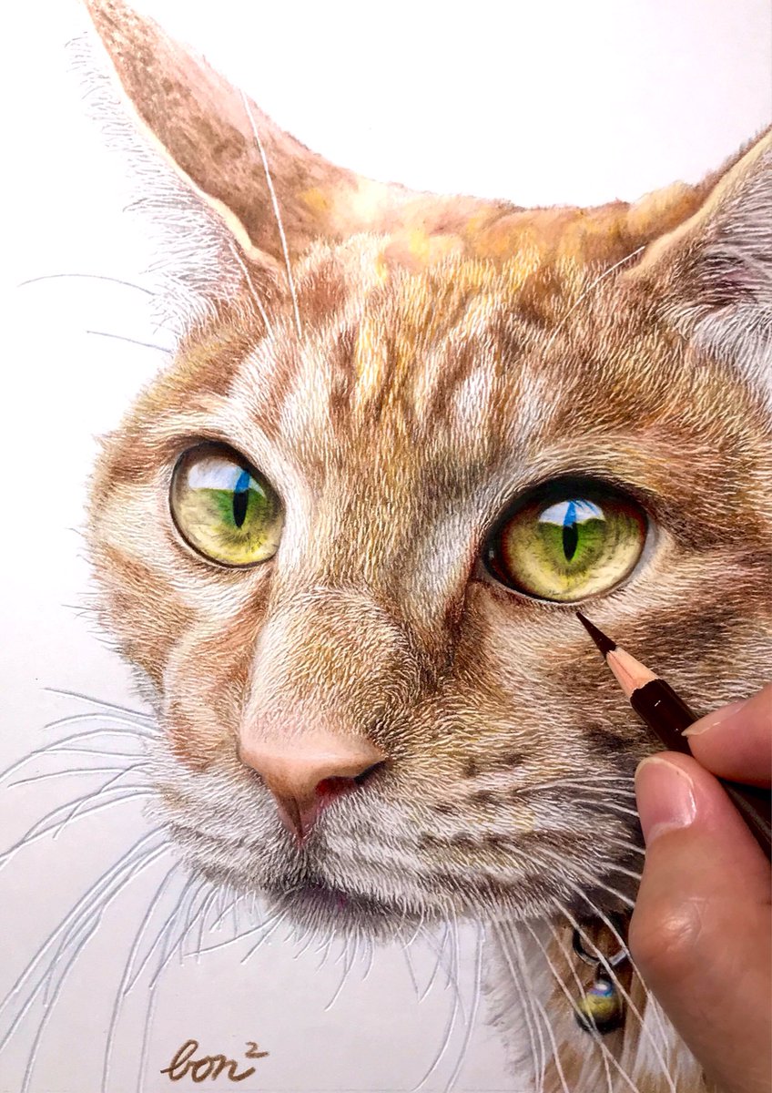 猫と人の日 色鉛筆で描かれた茶トラ猫の本物より本物だと話題 ねこニュース