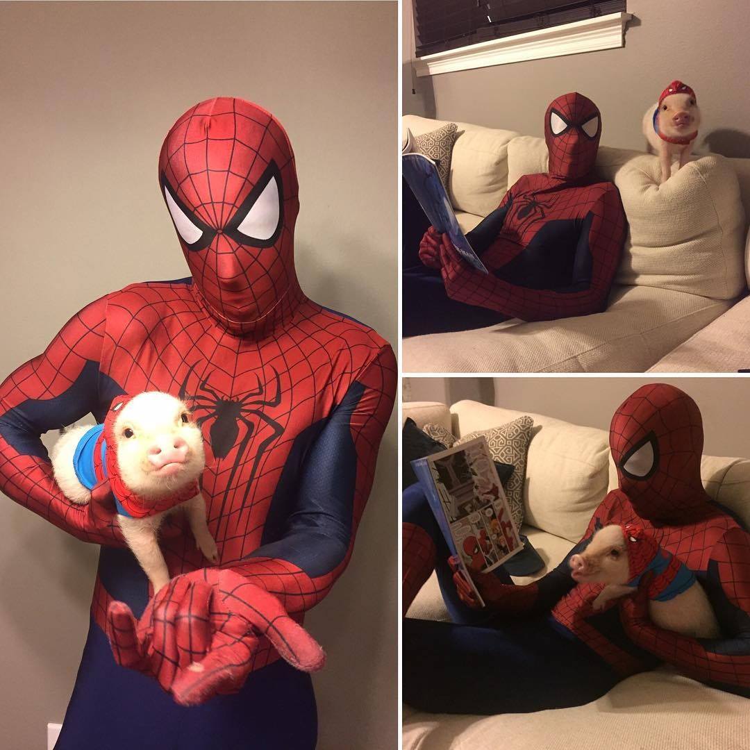 BichinhosFB's tweet photo. Homem Aranha e Porco Aranha https://t.co/bz77NB4wPh