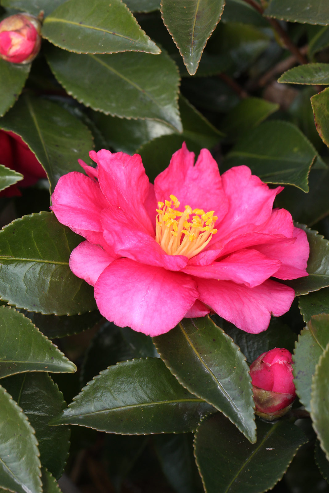 تويتر 龍神 على تويتر おはようございます 今日も 素敵な１日に なりますように 寒椿の花言葉 愛嬌 寒椿 カンツバキ T Co Zuvfo6q3ci