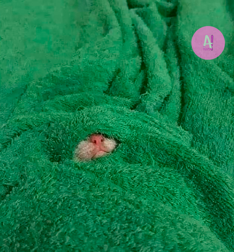 elespacioviral's tweet photo. - ¿Te tapas mucho para dormir?
- https://t.co/bPNPyQY4XA