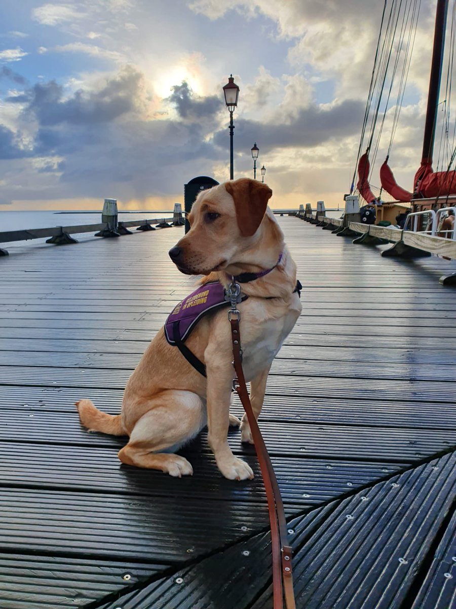 Duchess nog geen drie jaar geworden. Klote ziekte k.. en dat binnen twee dagen. Het gaat je goed kanjer.