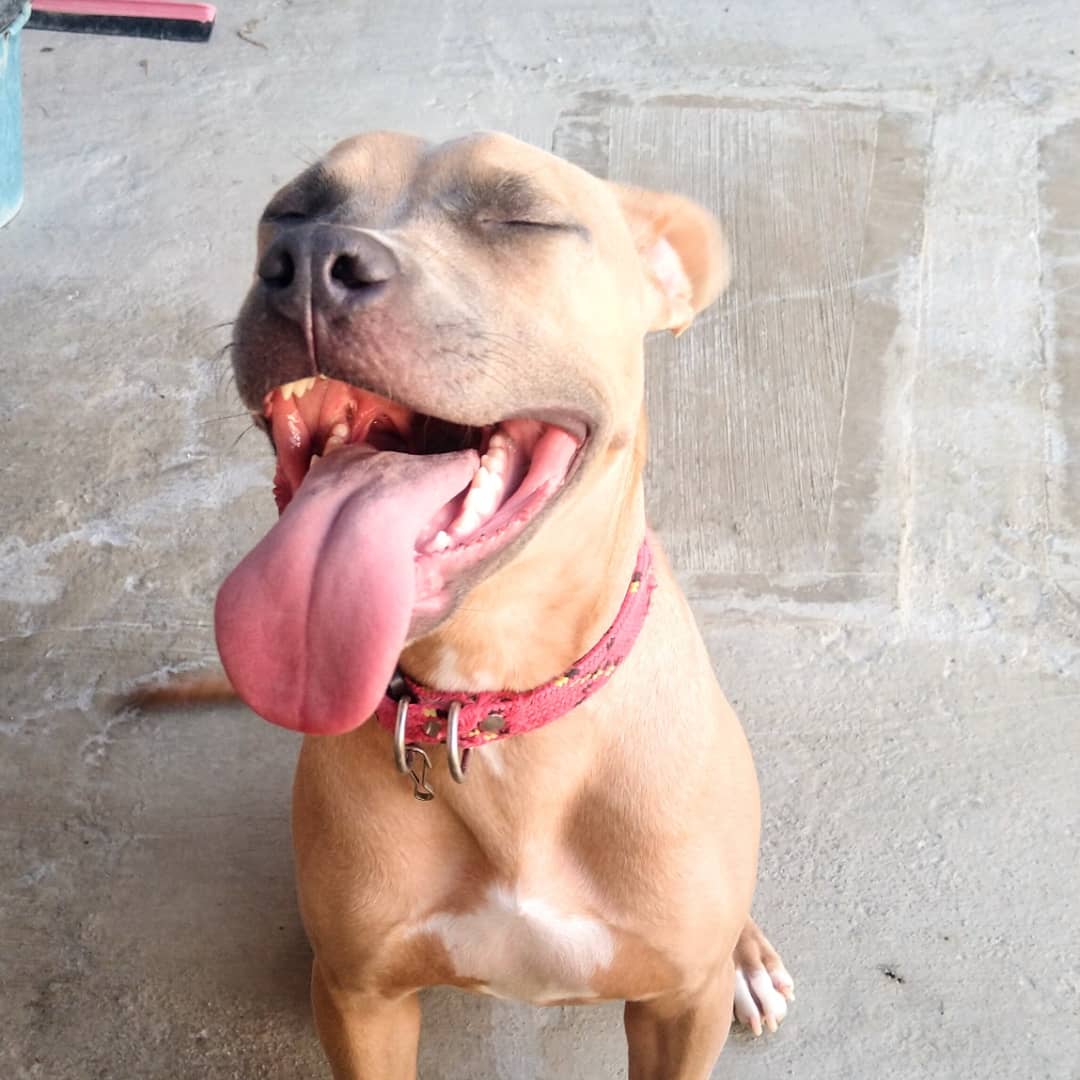 AdogtaMiauMx tweet picture