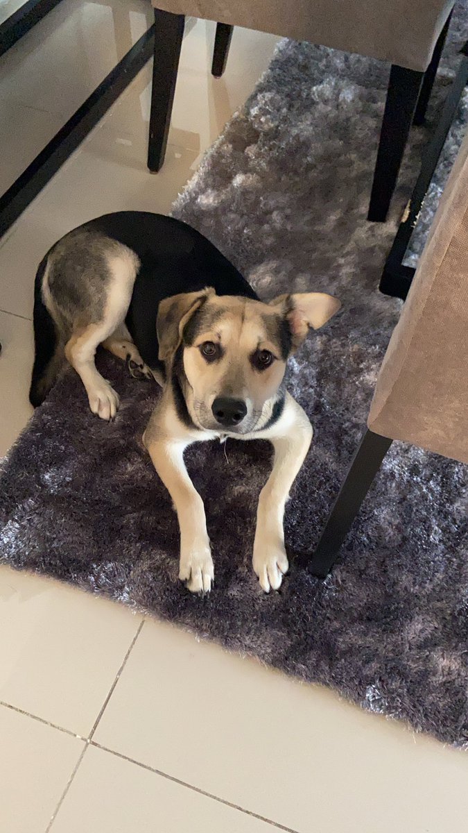 Ogaringarcia's tweet photo. @genarolozano Mi perro es igual al tuyo!! https://t.co/5WsY0vEKLa