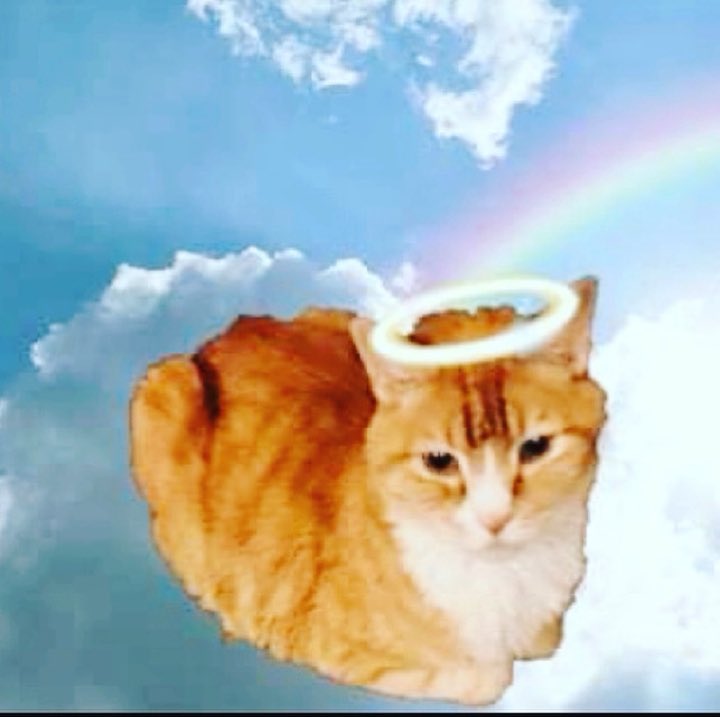 socks_mc's tweet photo. @TheVicarageCat What a beautiful angel you are! Welcome home! ~Socks https://t.co/R6tmEe5fVk