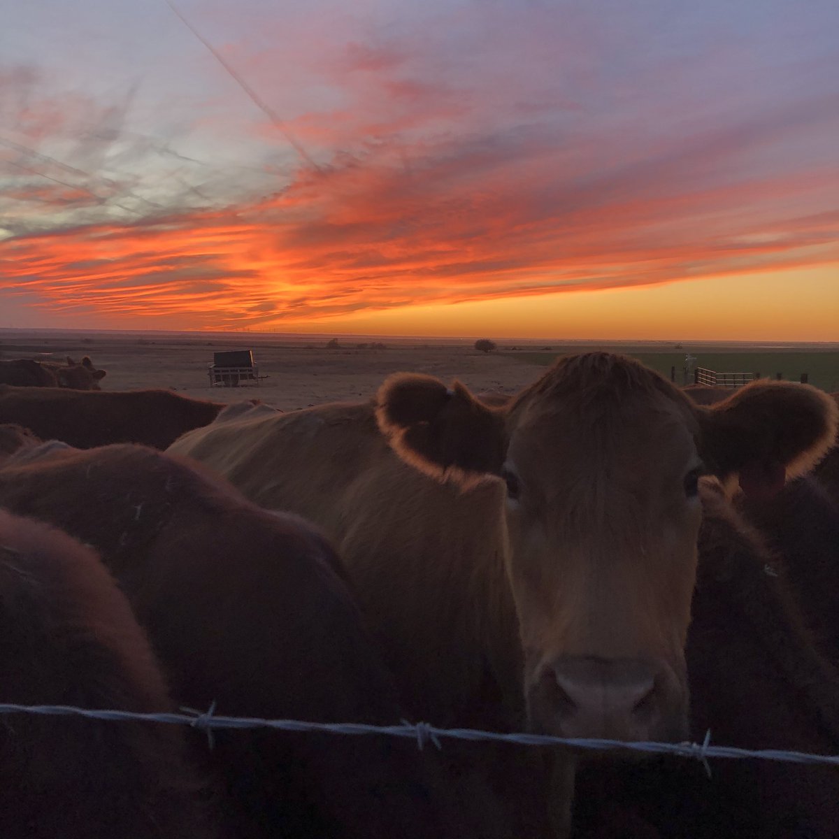 buildwithlingo's tweet photo. Oklahoma Sunsets #oklahoma #okwx @kfor @NEWS9 @koconews https://t.co/Hb4jDxOhxZ