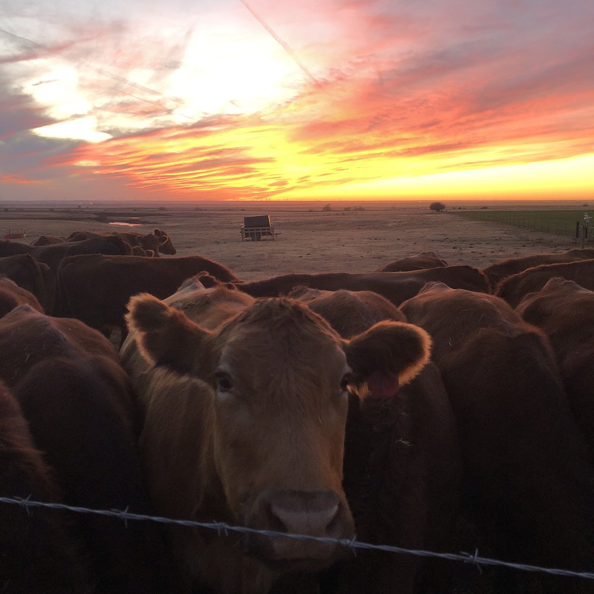 buildwithlingo's tweet photo. Oklahoma Sunsets #oklahoma #okwx @kfor @NEWS9 @koconews https://t.co/Hb4jDxOhxZ