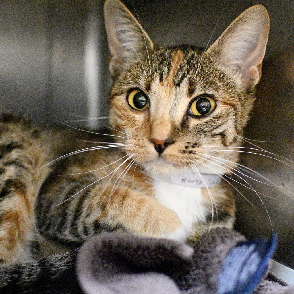 Chibi is a cute Torbie with a beautiful coat and bright shining eyes. She came to spcaLA as a lost cat, but we believe she was once someone's companion. She is social and seems to be okay with other cats. Adopt Chibi!

tinyurl.com/y6a6m7pe

#FriendsforLife #spcaLA #spcaLAadopt